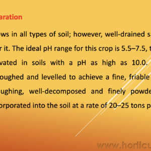 Amaranthus Cultivation PPT