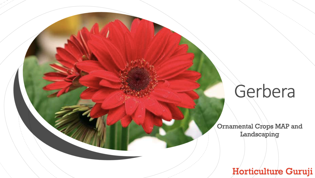 Gerbera Cultivation PPT