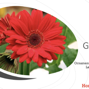 Gerbera Cultivation PPT