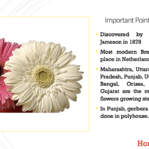 Gerbera Cultivation PPT