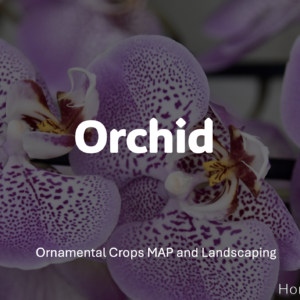 Orchid Cultivation PPT
