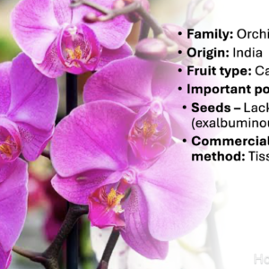 Orchid Cultivation PPT